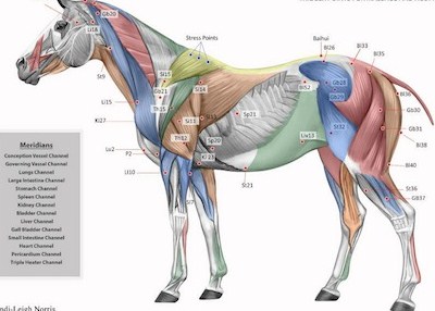 Animal-MRT | Trigger Points