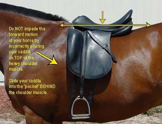 How to measure a horse for saddle