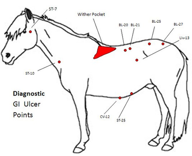 Animal-MRT | Gastric Ulcers in-relation to Muscular pain